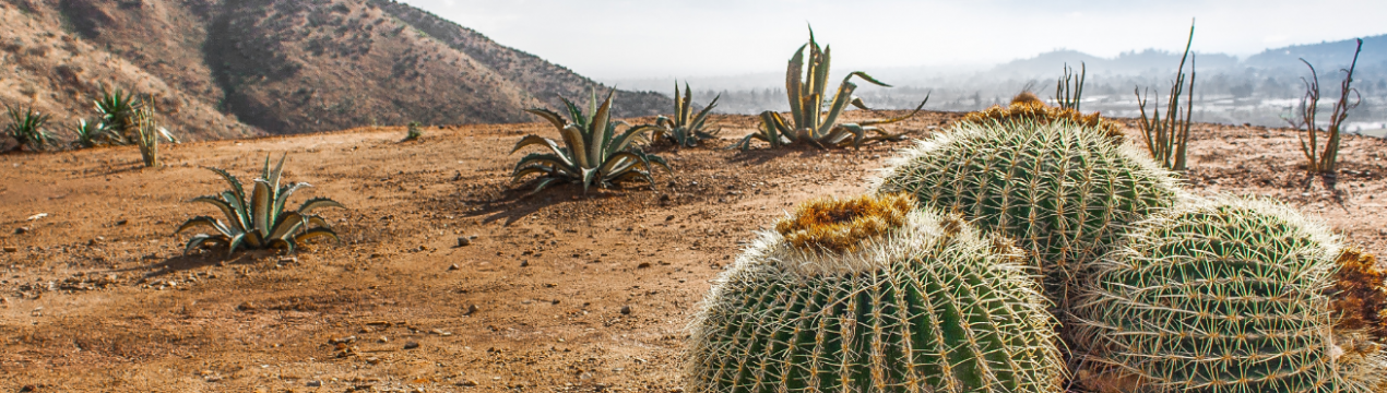 Корисні комахи рятують Намібію від кактусів