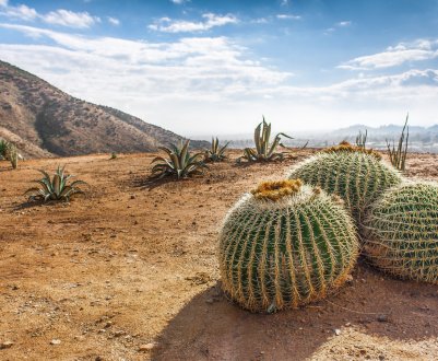 Корисні комахи рятують Намібію від кактусів