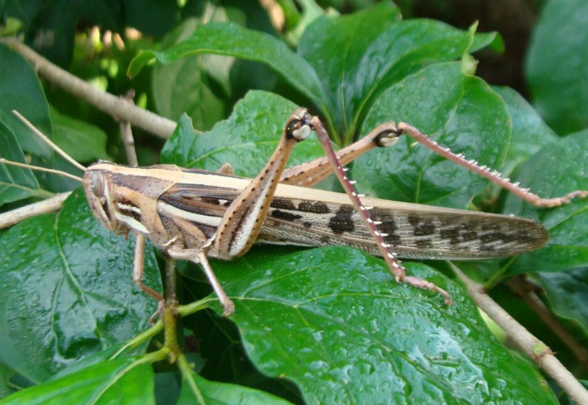 Сарана продовжує дошкуляти Аргентину