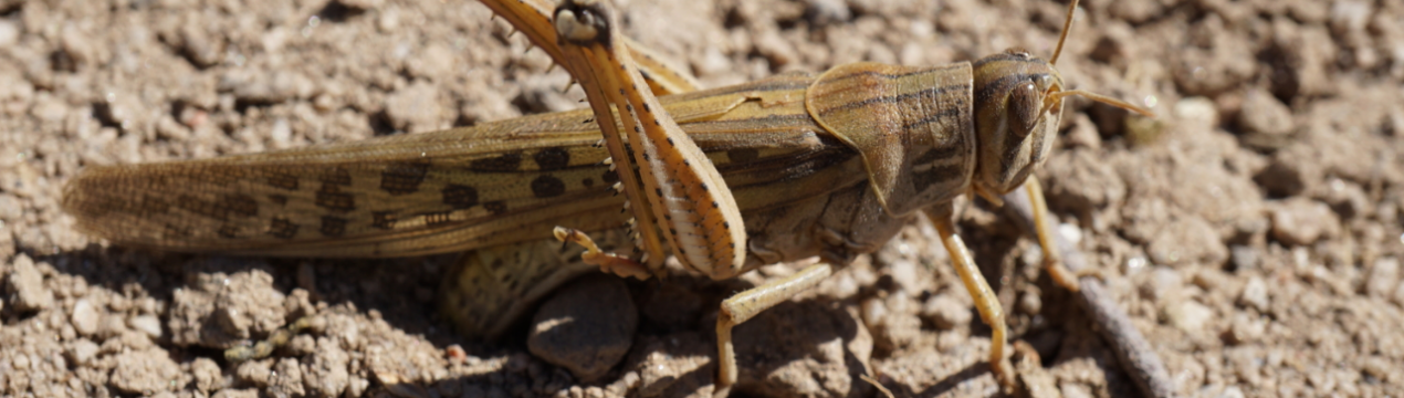 Сарана продовжує дошкуляти Аргентину