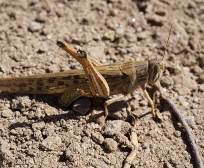 Сарана продовжує дошкуляти Аргентину