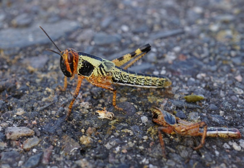 Сарана продовжує дошкуляти Аргентини