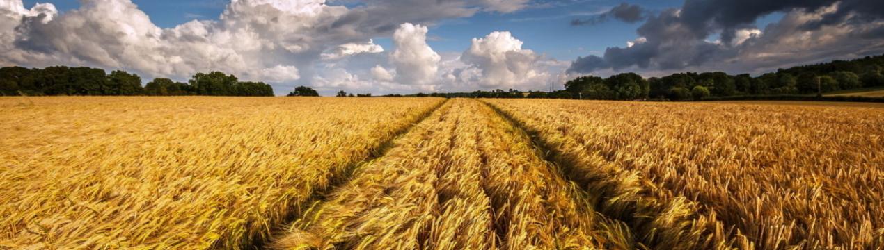 Світовий урожай пшениці буде більше, ніж очікувалося
