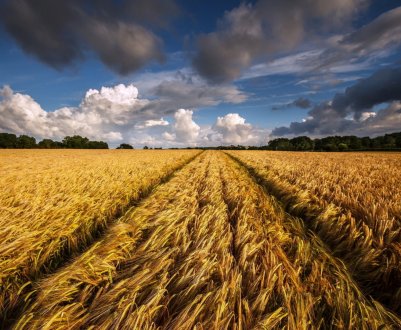 Світовий урожай пшениці буде більше, ніж очікувалося