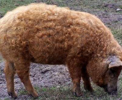 Угорська свинина мангалиця користується успіхом на азіатських ринках