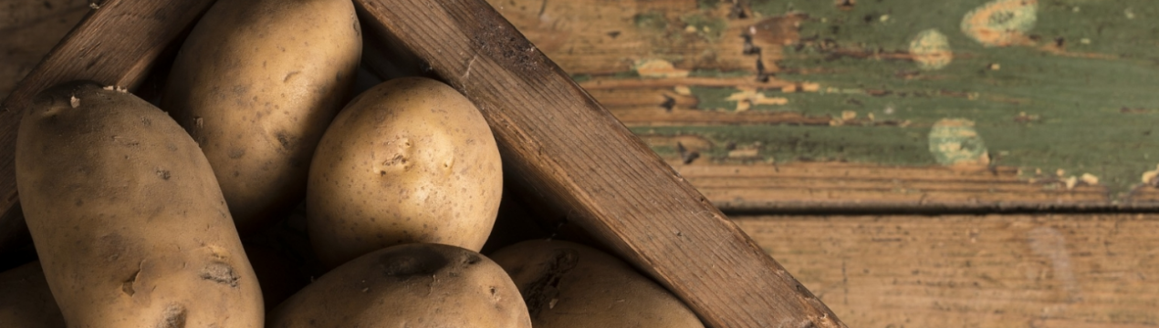 3 нові високопродуктивні сорти картоплі були представлені в Німеччині