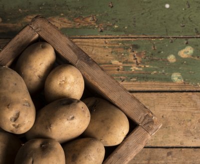 3 нові високопродуктивні сорти картоплі були представлені в Німеччині