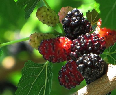 Шовковиця — вирощування та догляд