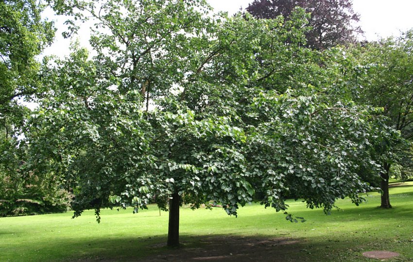 Шовковиця Шовковиця