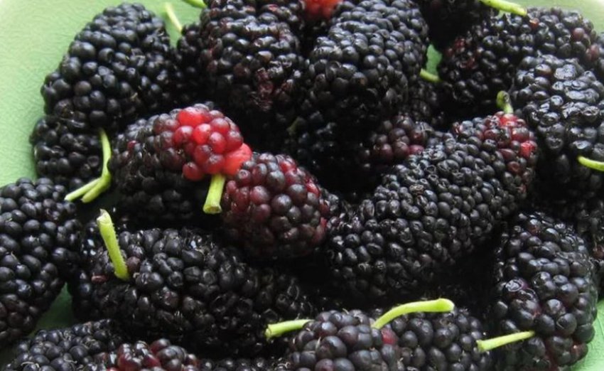 Шовковиця Чорний принц Шовковиця Чорний принц