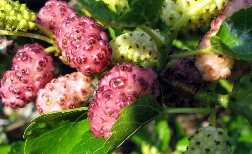 Шовковиця Рожева Медова Шовковиця Рожева Медова