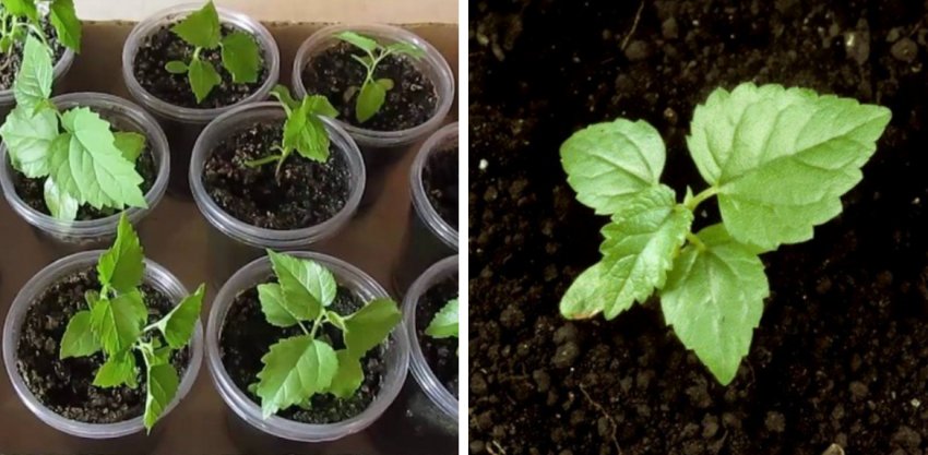 Вирощування з насіння шовковиці Вирощування з насіння шовковиці