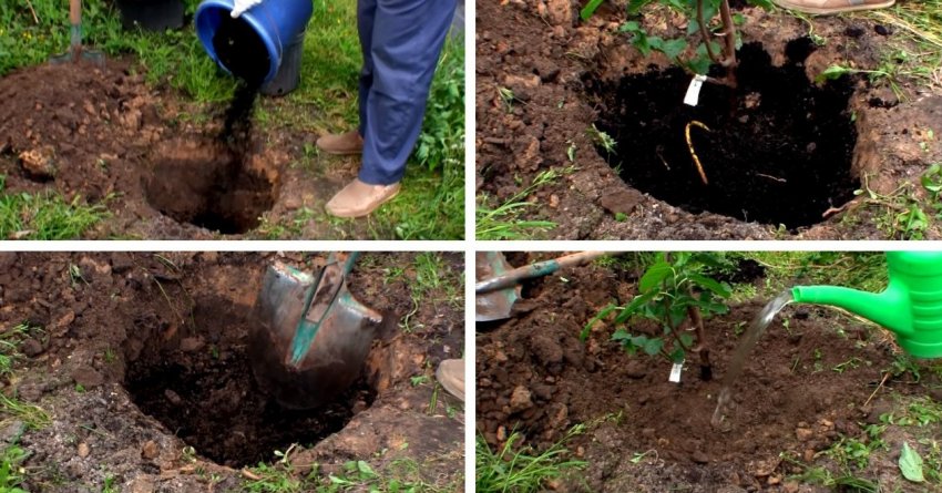 Посадка в грунт саджанця шовковиці Посадка в грунт саджанця шовковиці