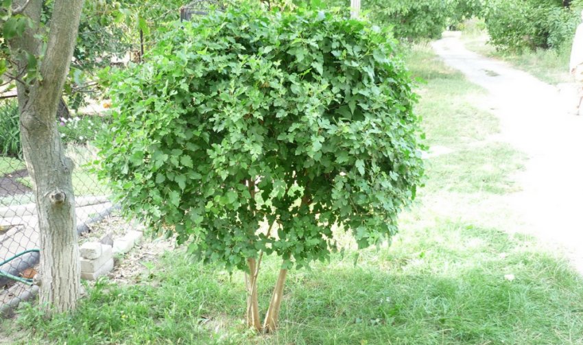 Місце для вирощування шовковиці Місце для вирощування шовковиці