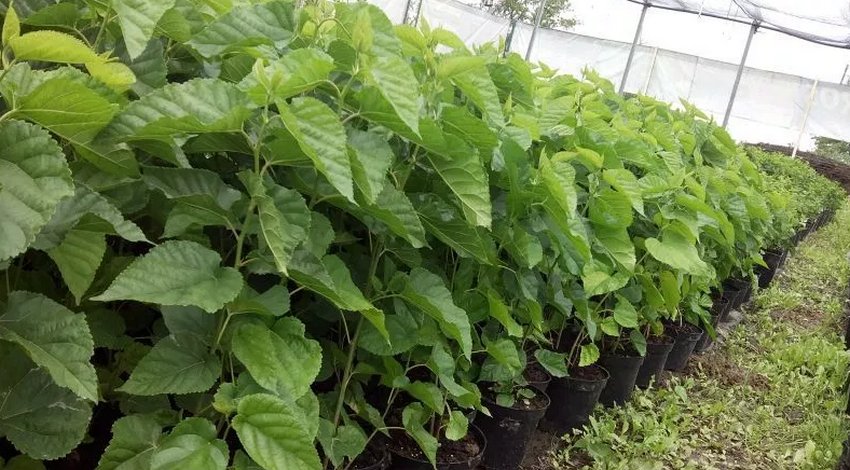 Саджанці шовковиці Саджанці шовковиці