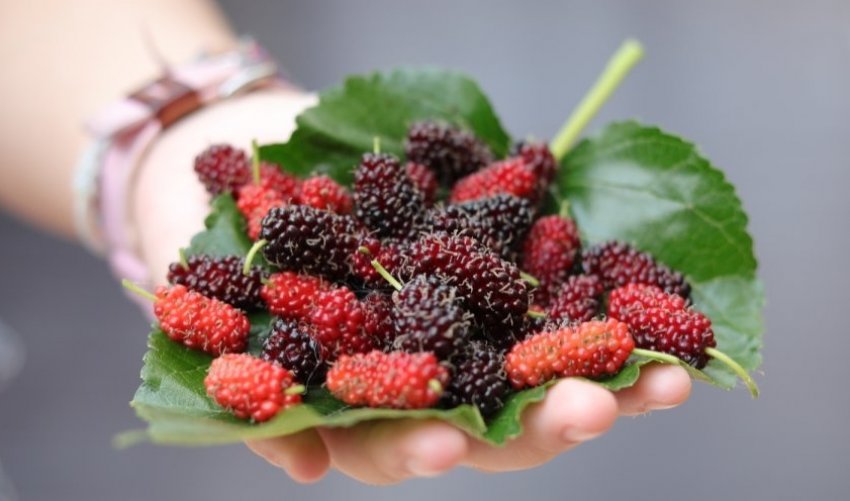 Збір урожаю Збір урожаю