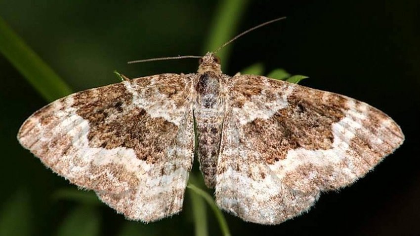 Шовковична пяденица Шовковична пяденица