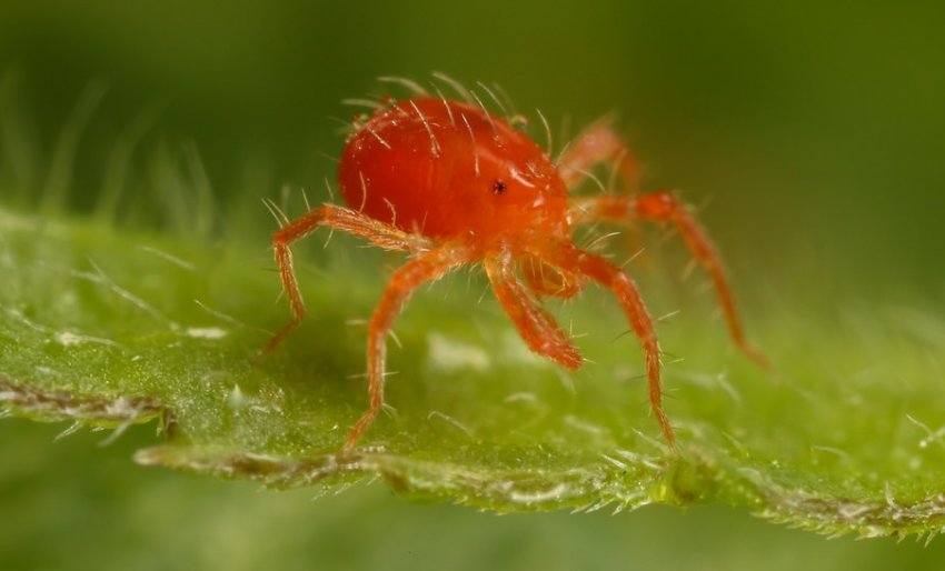 Павутинний кліщ Павутинний кліщ