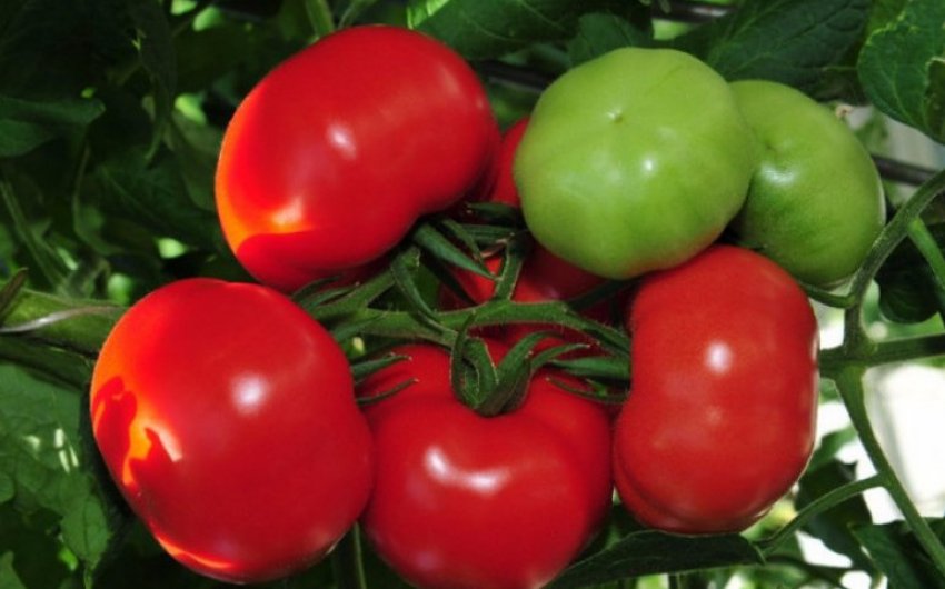 Томат сорти Боні ММ