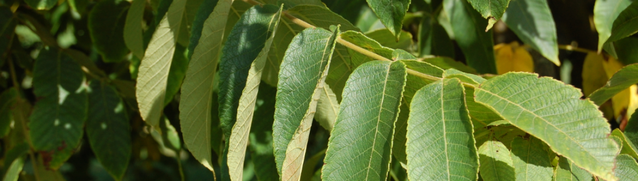 Опис дерева і плодів сірого горіха з фото