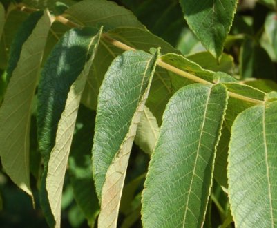 Опис дерева і плодів сірого горіха з фото