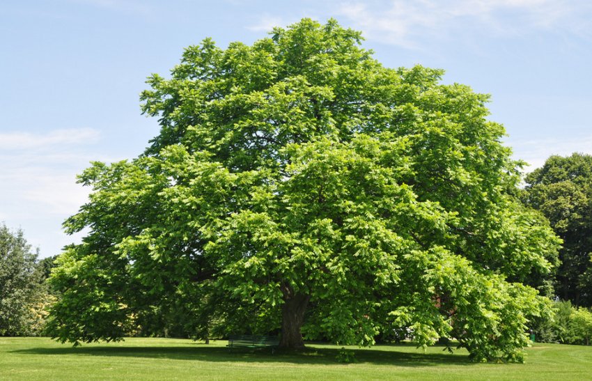 Сірий горіх