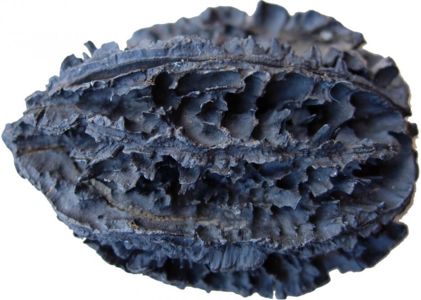 Сірий горіх