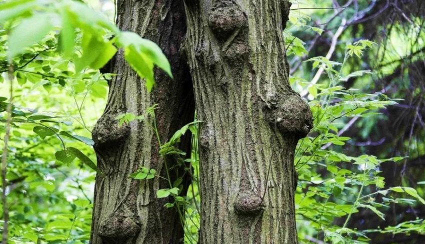 Сірий горіх