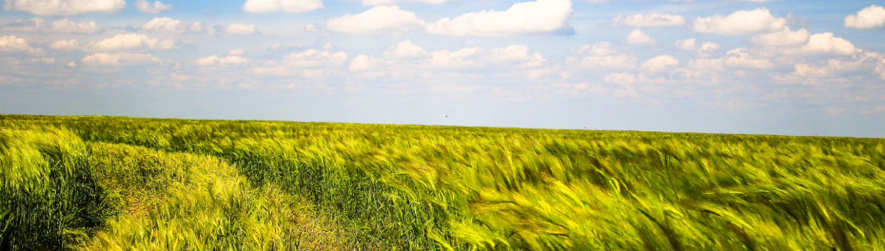 У Пензенській області оцінили збитки від посухи