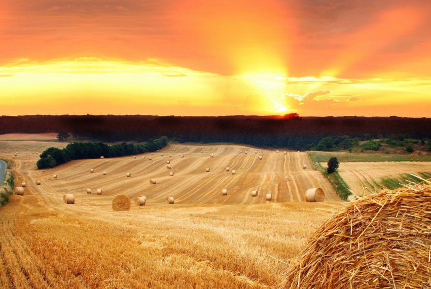 В Пензенській області оцінили збитки від посухи