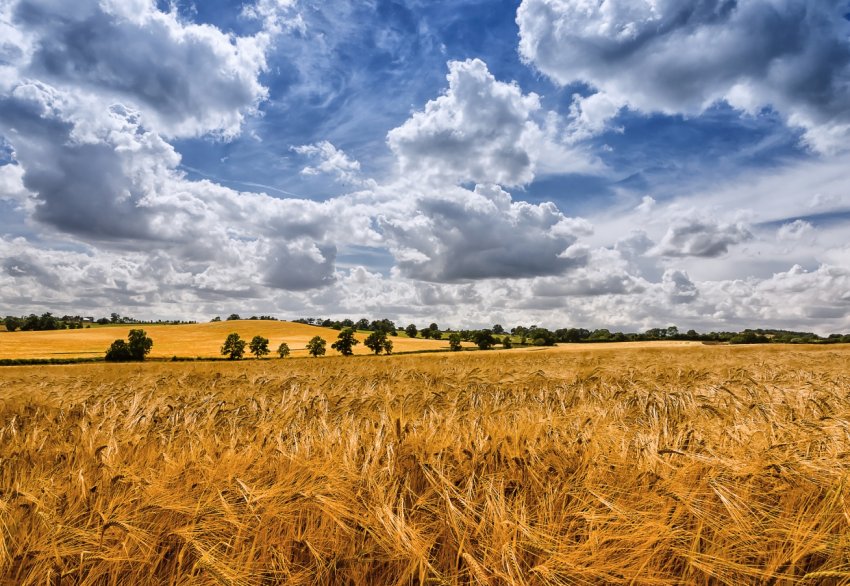 В Пензенській області оцінили збитки від посухи