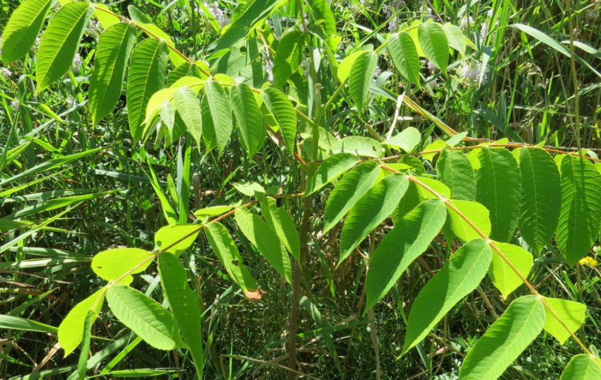 Сірий горіх