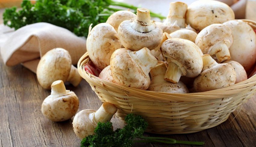 Свіжі печериці