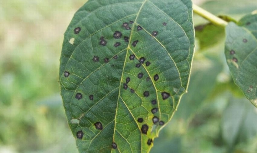 Чорна плямистість