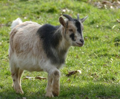 12 мільйонів сільськогосподарських тварин вакциновані в Афганістані групами ФАО
