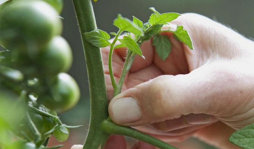 Пасинкування Пасинкування