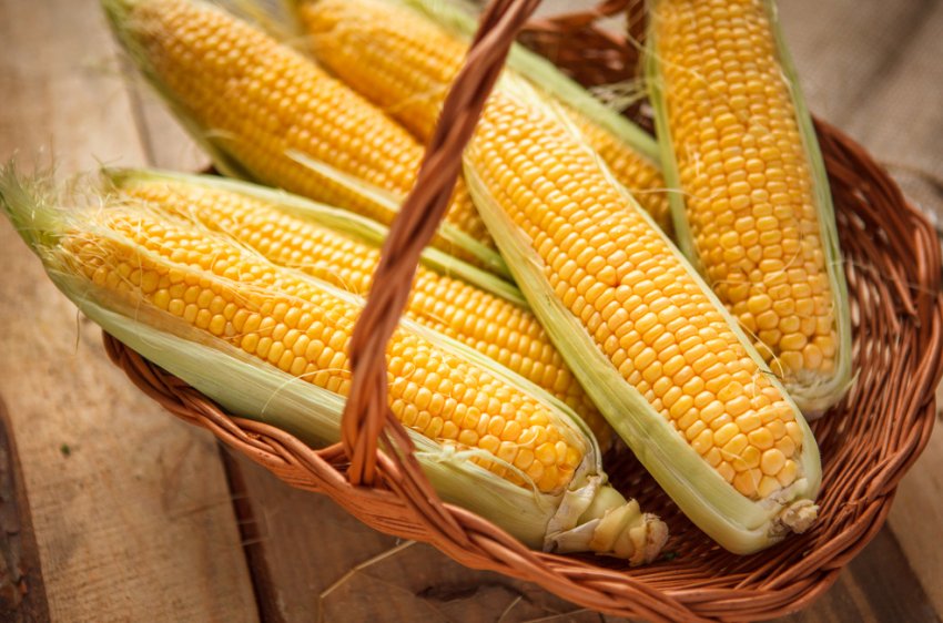 Індійські фермери продовжують боротися з армійським хробаком