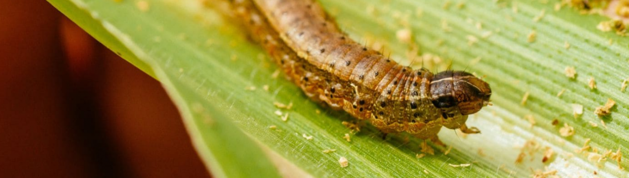 Індійські фермери продовжують боротися з армійським черв'яком