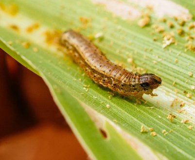 Індійські фермери продовжують боротися з армійським черв'яком