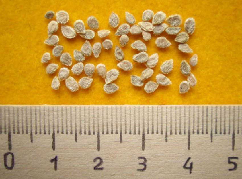 Підготовка насіння томатів