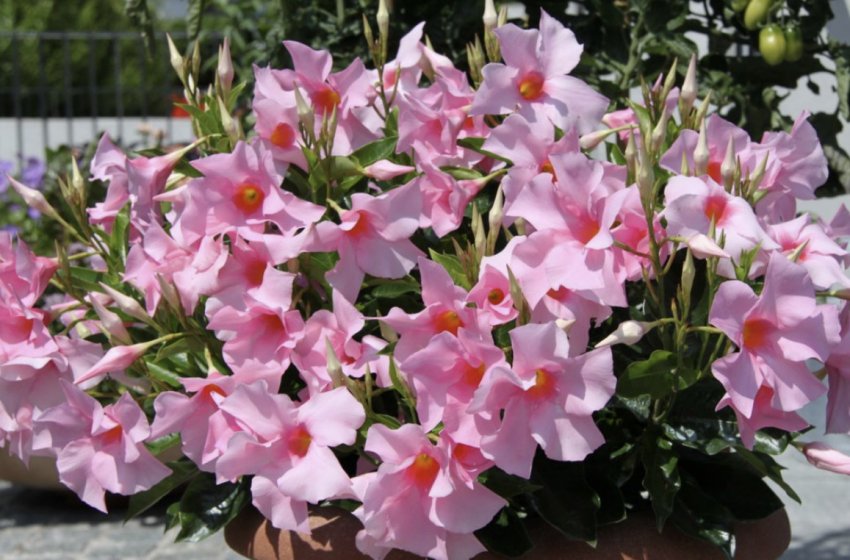 Сандера Сандера