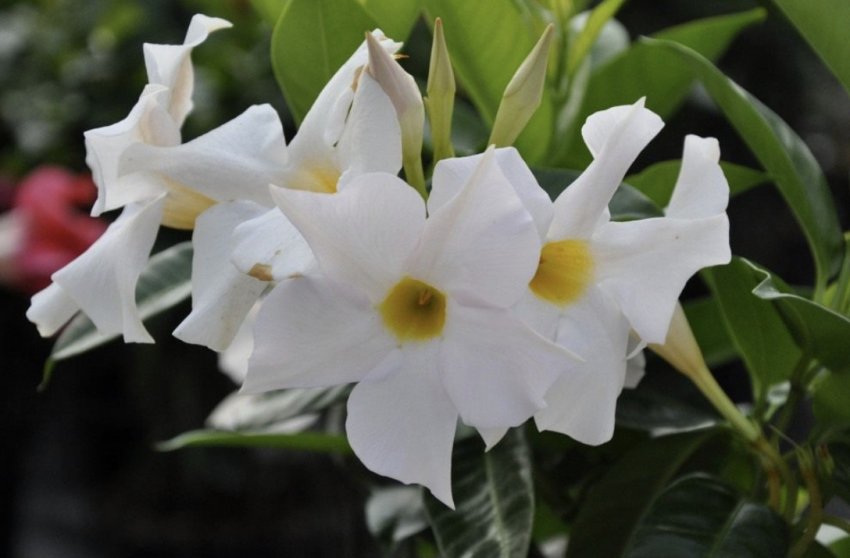 Мандевілла пухка Мандевілла пухка