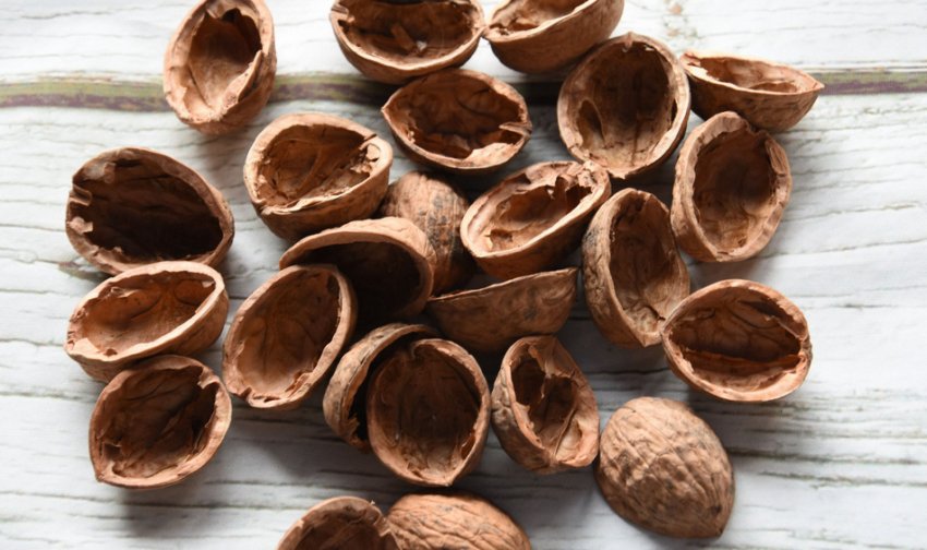 Шкаралупа волоського горіха