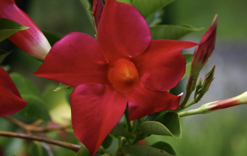 Мандевілла чудова Мандевілла чудова