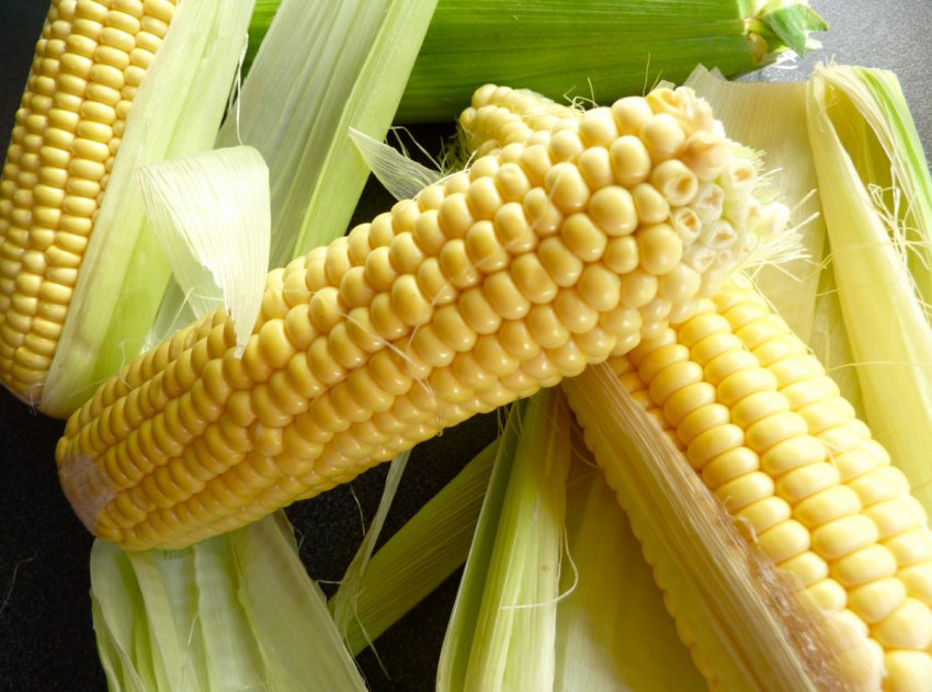 Україну знову чекає рекордне виробництво зерна Україну знову чекає рекордне виробництво зерна