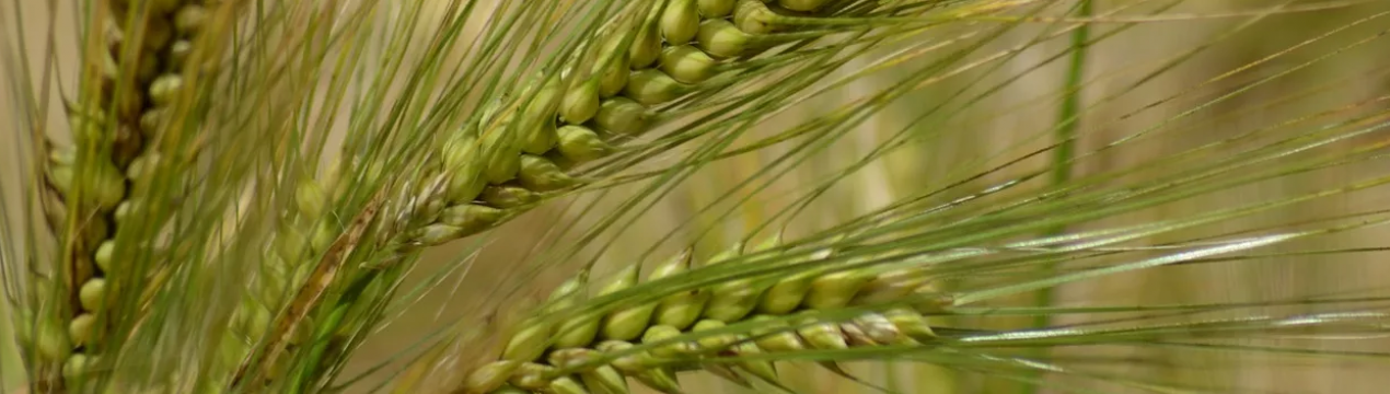 Україну знову чекає рекордне виробництво зерна