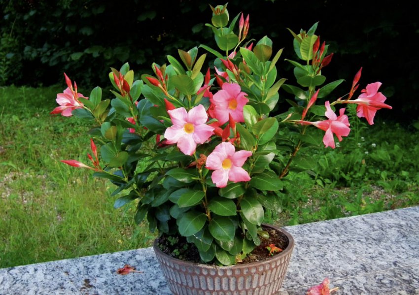 Дипладения Дипладения