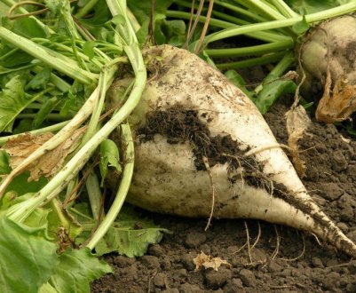 До збирання цукрових буряків «Західний Буг» залучить 12 комбайнів