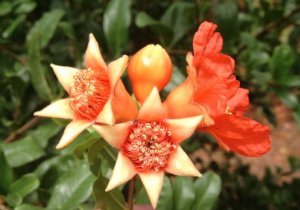 Іспанська гранатовий розплідник подвоює виробництво саджанців