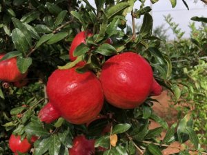 Іспанська гранатовий розплідник подвоює виробництво саджанців